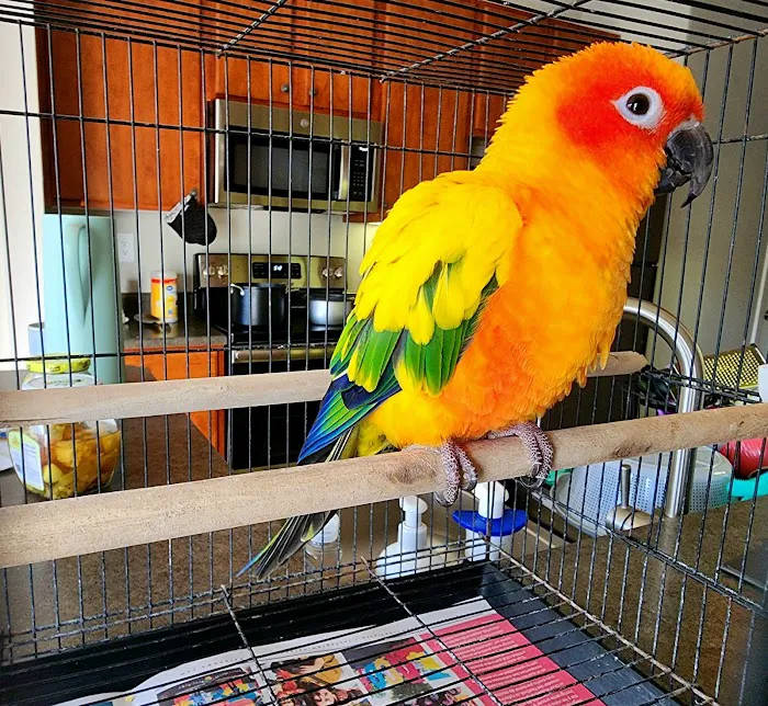 Eg Exotic Pets & More LLC Picture 6