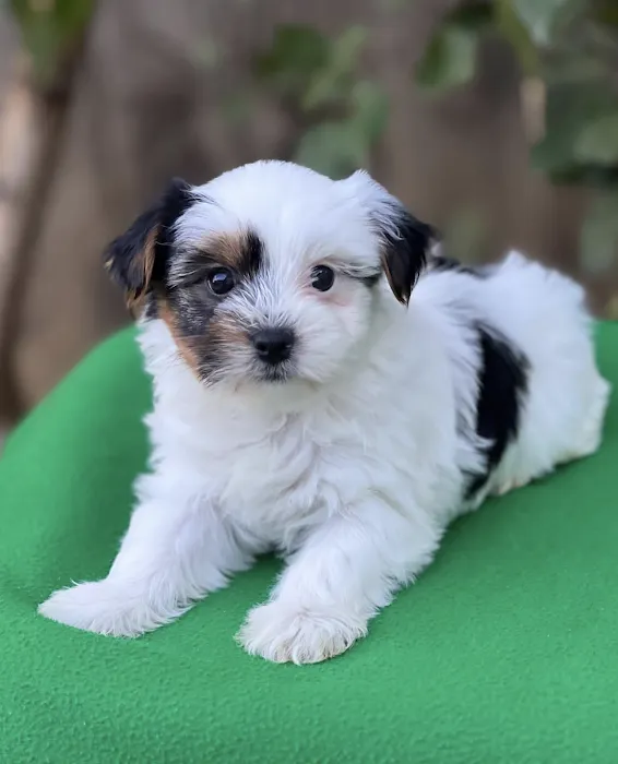 Maltipoo Puppies For Sale Near Me Picture 10