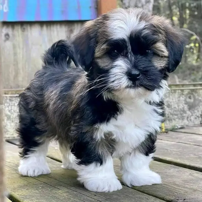 Maltipoo Puppies For Sale Near Me Picture 1