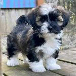 Maltipoo Puppies For Sale Near Me