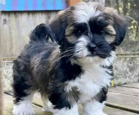Maltipoo Puppies For Sale Near Me