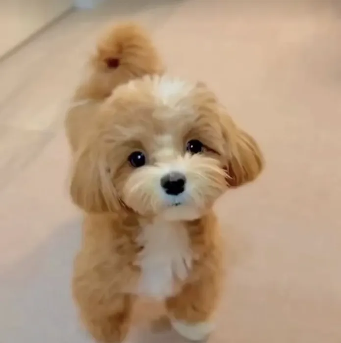 Maltipoo Puppies For Sale Near Me Picture 8