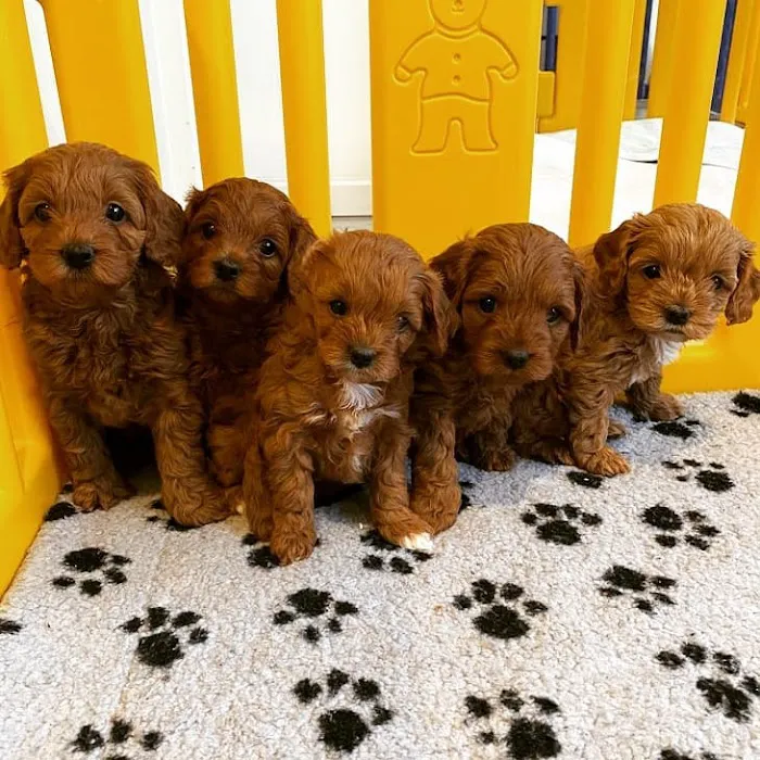 Maltipoo Puppies For Sale Near Me Picture 6
