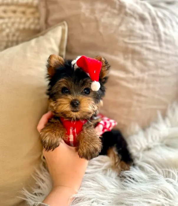 Maltipoo Puppies For Sale Near Me Picture 2