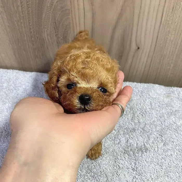 Maltipoo Puppies For Sale Near Me Picture 4