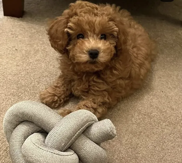 Maltipoo Puppies For Sale Near Me Picture 5