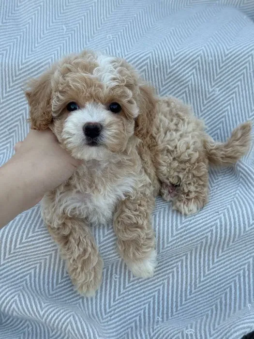 Maltipoo Puppies For Sale Near Me Picture 3
