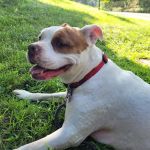 Wahconah Vet Services