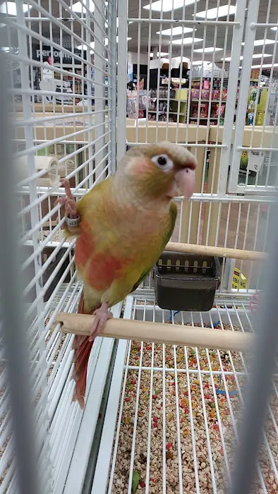 Pet Supermarket Picture 5