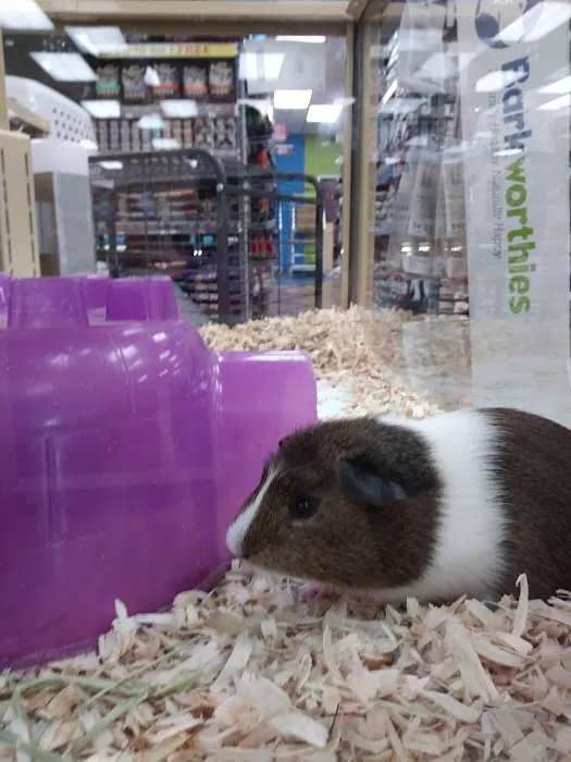 Pet Supermarket Picture 6