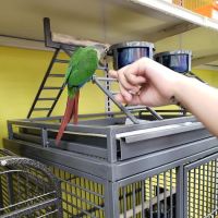 Pet Supermarket ico