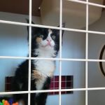 Petco