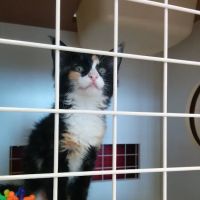 Petco ico
