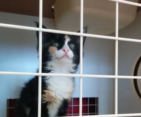 Petco