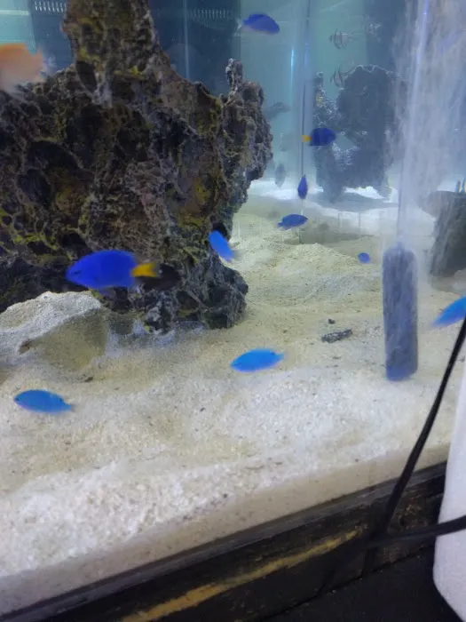 Bio-Reef LLC Picture 3
