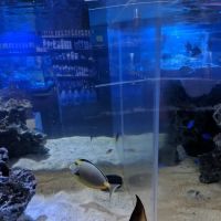 Bio-Reef LLC ico