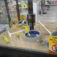 Pet Supermarket ico