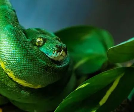 Jacksonville Reptile Expo Show me show
