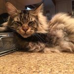 Trumbull Animal Hospital