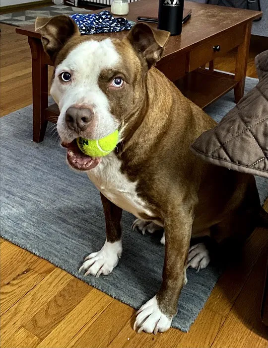 Trumbull Animal Hospital Picture 9