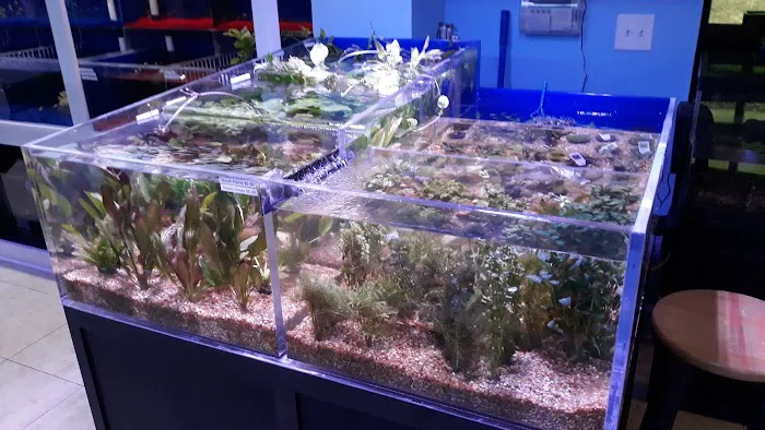 Aquatic City Aquariums Picture 8