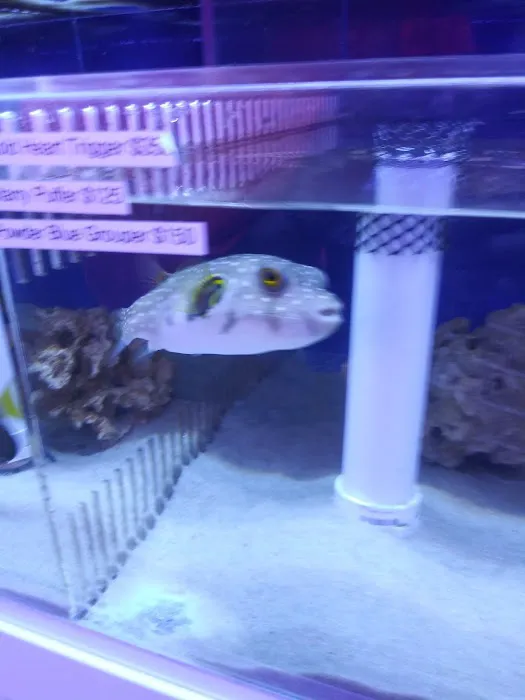 Aquatic City Aquariums Picture 4