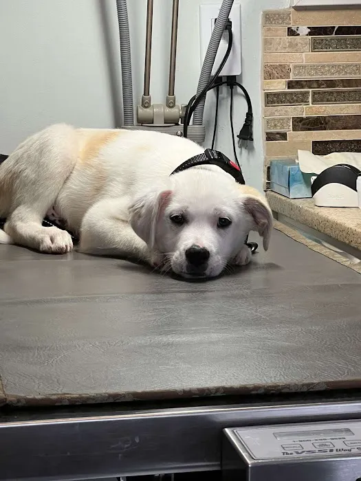 Home Veterinary Services Picture 2