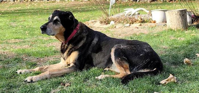 Home Veterinary Services Picture 4