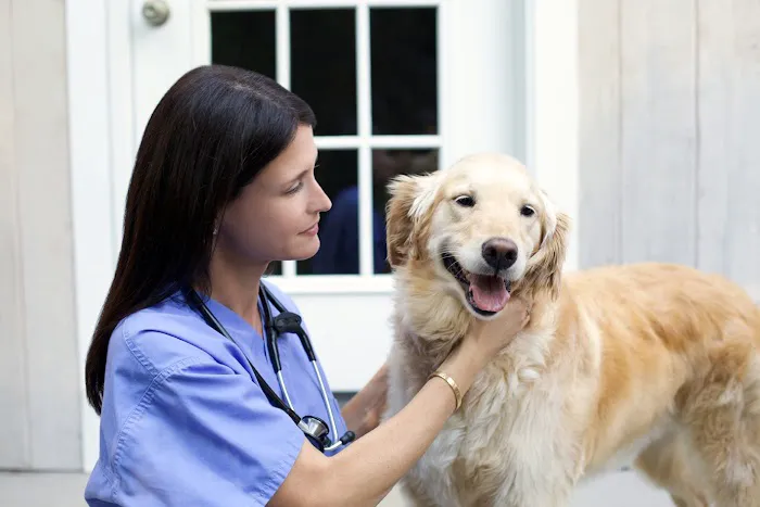 Bespoke Veterinary Services Picture 5