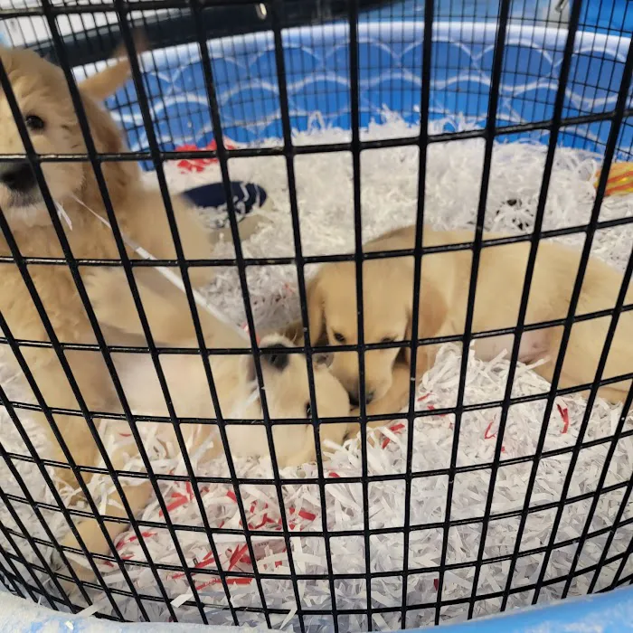 Puppies Galore & More Picture 5
