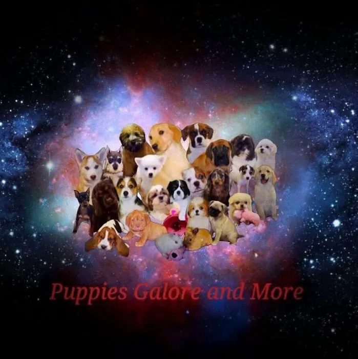 Puppies Galore & More Picture 4