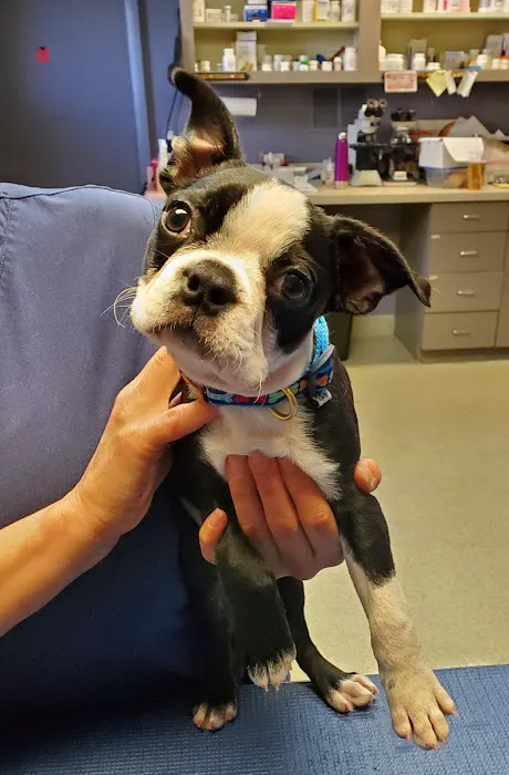 Southport Veterinary Center Picture 2