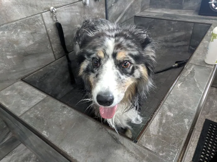 Pet Supermarket Picture 10