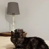 Pet Supermarket ico