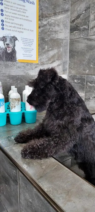 Pet Supermarket Picture 6