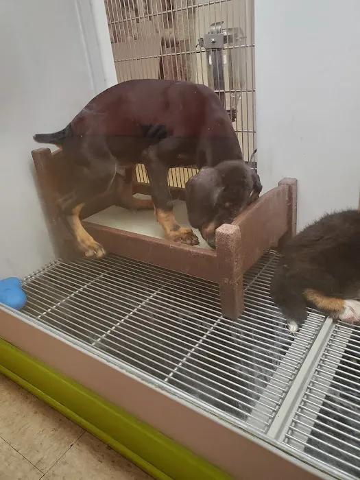 Petland Jacksonville Picture 1