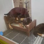 Petland Jacksonville