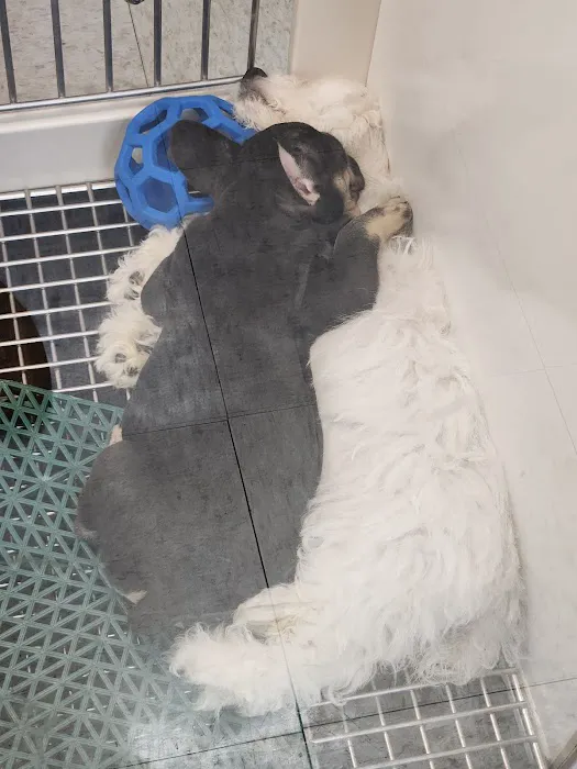 Petland Jacksonville Picture 10