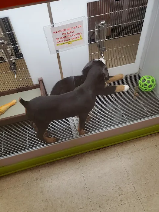 Petland Jacksonville Picture 4