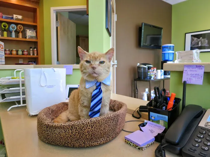 AristoKatz - Veterinary Care for Cats Picture 1