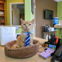 AristoKatz - Veterinary Care for Cats ico