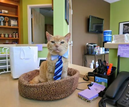 AristoKatz - Veterinary Care for Cats