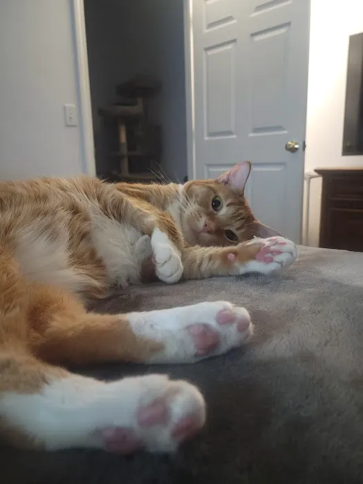 AristoKatz - Veterinary Care for Cats Picture 3