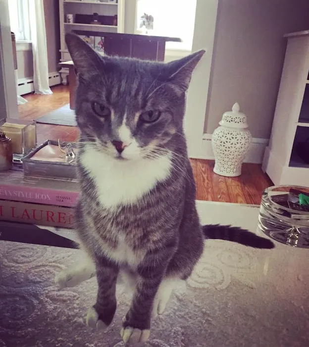 AristoKatz - Veterinary Care for Cats Picture 6