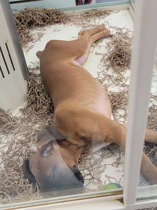 Bff Puppies Picture 2