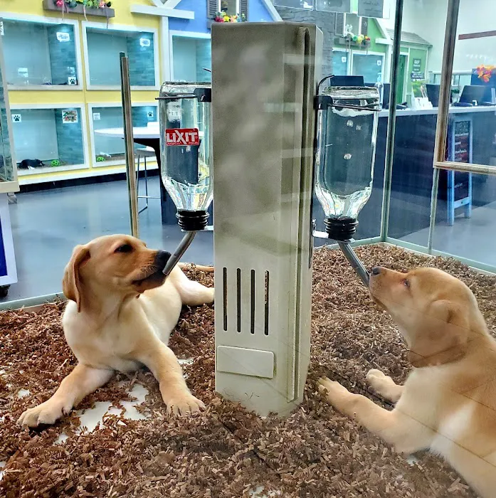 Bff Puppies Picture 4