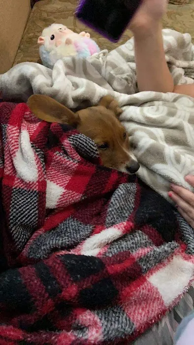 Bff Puppies Picture 5