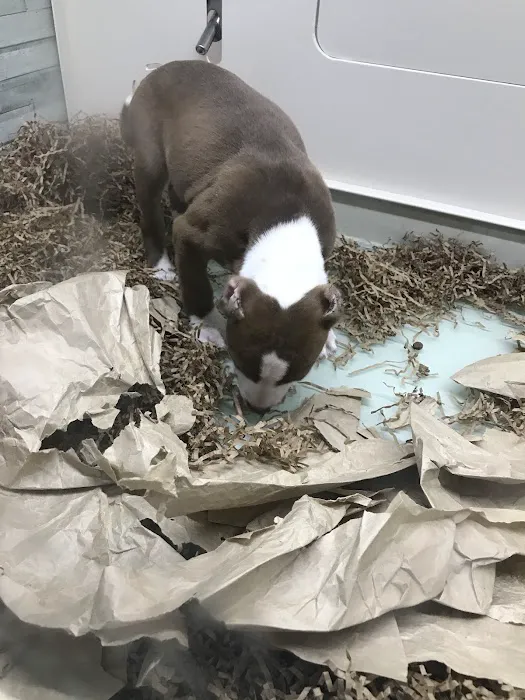 Bff Puppies Picture 7
