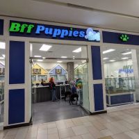 Bff Puppies ico