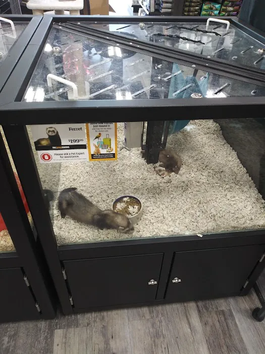 Pet Supermarket Picture 6